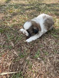 APROVEITE O FINAL DE SEMANA E VENHA BUSCAR O SEU SHIH TZ COM A GENTE CES LINDOS