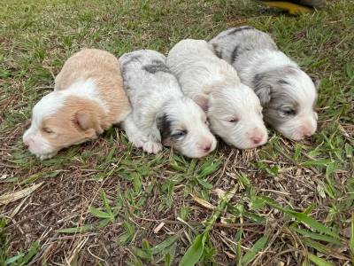 BORDERS CRIADOS POR MDICA VETERINRIA LINDOS E EXTREMAMENTE SAUDVEIS