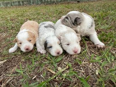 BORDERS CRIADOS POR MDICA VETERINRIA LINDOS E EXTREMAMENTE SAUDVEIS