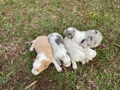 BORDERS CRIADOS POR MDICA VETERINRIA LINDOS E EXTREMAMENTE SAUDVEIS