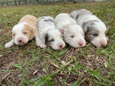 BORDERS CRIADOS POR MDICA VETERINRIA LINDOS E EXTREMAMENTE SAUDVEIS