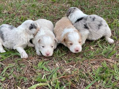 BORDERS CRIADOS POR MDICA VETERINRIA LINDOS E EXTREMAMENTE SAUDVEIS