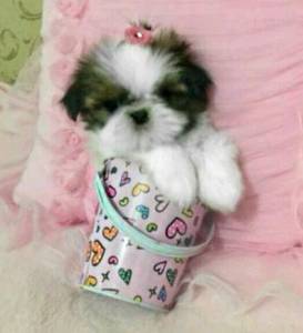 Mini Filhotes de Shih tzu tricolores