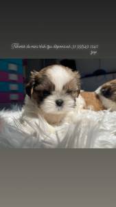 Mini Filhotes de Shih tzu tricolores