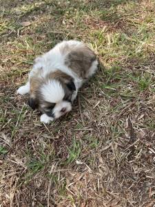 SUA PESQUISA POR SHIH TZ TERMINA AQUI CES CRIADOS POR MDICA VETERINRIA