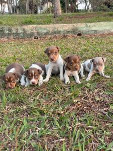 FOX PAULISTINHAS  CHOCOLATES ISABELA OU PRETOS  ESCOLHA O  SEU CES CRIADOS POR MDICA VETERINRIA
