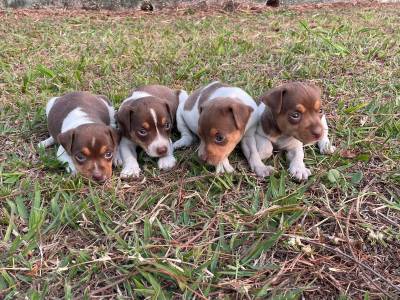 FOX PAULISTINHAS  CHOCOLATES ISABELA OU PRETOS  ESCOLHA O  SEU CES CRIADOS POR MDICA VETERINRIA