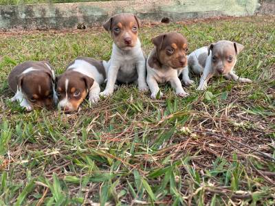GRACINHAS DE FOX PAULISTINHAS AQUI CES CRIADOS POR MDICA VETERINRIA