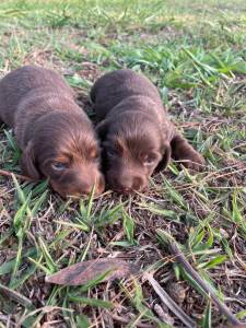 NOSSO CANIL DE TECKEL  GANHADOR DE VRIOS PRMIOS CONHEA O NOSSO TRABALHO DE AMOR AOS ANIMAIS
