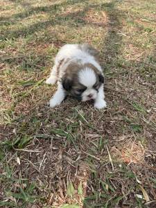 DEIXE NOSSOS SHIH TZS FAZEREM PARTE DA SUA FAMLIA CES INCRVEIS CRIAO VETERINRIA