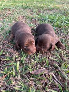NASCERAM TECKELS EM DIFERENTES CORES E PELAGENS CES CRIADOS POR MDICA VETERINRIA