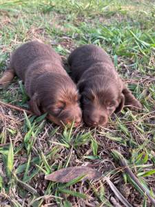 NASCERAM TECKELS EM DIFERENTES CORES E PELAGENS CES CRIADOS POR MDICA VETERINRIA
