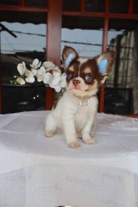Chihuahua pelo longo tricolor chocolate VT
