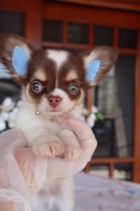 Chihuahua pelo longo tricolor chocolate VT