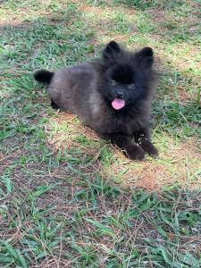 NOSSOS FILHOTES DE SPITZ ALEMO  VENDA SO CRIADOS POR MDICA VETERINARIA