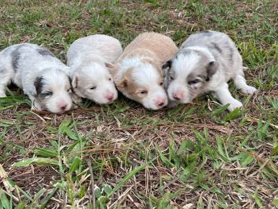 NOSSOS FILHOTES DE BORDER COLLIE  VENDA SO CRIADOS POR MDICA VETERINRIA