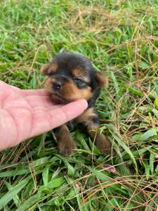 FILHOTES DE YORKSHIRE CRIADOS E ENTREGUES POR MDICA VETERINRIA