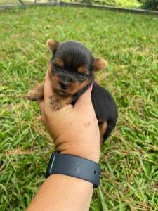 FILHOTES DE YORKSHIRE CRIADOS E ENTREGUES POR MDICA VETERINRIA
