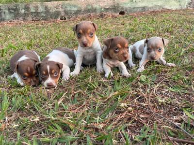 TEMOS FOX DE TODAS AS CORES E ALM DISSO SO CRIADOS POR MDICA VETERINRIA