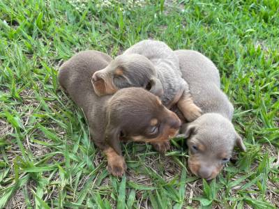 J PENSOU NUM TECKEL NA SUA RVORE DE NATAL CES LINDOS CRIAO VETERINRIA