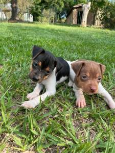 FOX PAULISTINHAS DE TODAS AS CORES CES LINDOS CRIADOS POR MDICA VETERINRIA