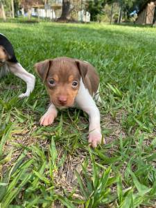 FOX PAULISTINHAS DE TODAS AS CORES CES LINDOS CRIADOS POR MDICA VETERINRIA