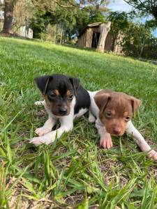 FOX PAULISTINHAS DE TODAS AS CORES CES LINDOS CRIADOS POR MDICA VETERINRIA