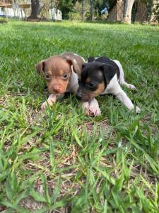 FOX PAULISTINHAS DE TODAS AS CORES CES LINDOS CRIADOS POR MDICA VETERINRIA