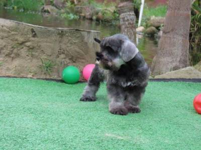 Schnauzer Miniatura Tajj Mahall Macho Castrado sal e pimenta trs vacinas importadas Curitiba