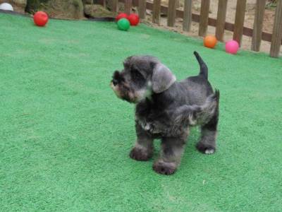 Schnauzer Miniatura Tajj Mahall Macho Castrado sal e pimenta trs vacinas importadas Curitiba