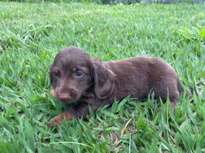 VOC J VIU ESSE TECKEL CHOCOLATE CES INCRVEIS PARA PESSOAS INCRIVEIS FOTOS REAIS