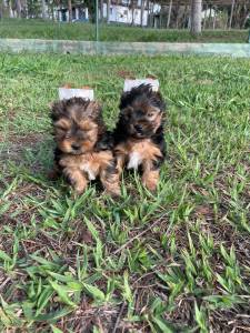 YORKSHIRES CRIADOS POR VETERINRIA LINDOS E SAUDVEIS