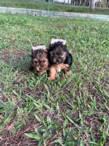 YORKSHIRES CRIADOS POR VETERINRIA LINDOS E SAUDVEIS