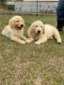 VENHA BUSCAR O SEU GOLDEN COM A GENTE CES CRIADOS POR MDICA VETERINRIA