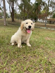 VENHA BUSCAR O SEU GOLDEN COM A GENTE CES CRIADOS POR MDICA VETERINRIA