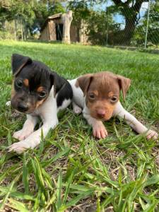 FOX PAULISTINHAS DE TODAS AS CORES CES LINDOS CRIADOS POR MDICA VETERINRIA