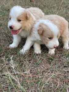FILHOTES DE BORDER COLLIE TODOS COLORIDOS E CRIADOS POR MDICA VETERINRIA