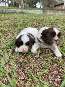 DEIXE NOSSOS SHIH TZS FAZEREM PARTE DA SUA FAMLIA CES LINDOS CRIAO VETERINRIA