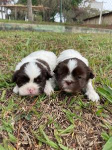 DEIXE NOSSOS SHIH TZS FAZEREM PARTE DA SUA FAMLIA CES LINDOS CRIAO VETERINRIA