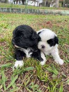 DEIXE NOSSOS SHIH TZS FAZEREM PARTE DA SUA FAMLIA CES LINDOS CRIAO VETERINRIA