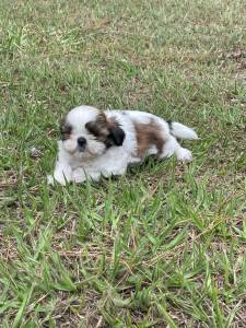 DEIXE NOSSOS SHIH TZS FAZEREM PARTE DA SUA FAMLIA CES LINDOS CRIAO VETERINRIA