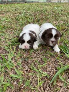 DEIXE NOSSOS SHIH TZS FAZEREM PARTE DA SUA FAMLIA CES LINDOS CRIAO VETERINRIA