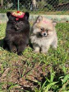 FILHOTES DE SPITZ ALEMO CRIADOS E ENTREGUES POR MDICA VETERINRIA