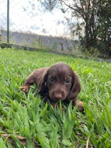 ESTAMOS COM TECKELS CINZAS DE PELO LONGO RAROS E CRIADOS POR MDICA VETERINRIA