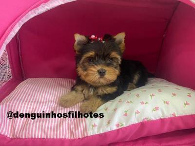 Filhote de Yorkshire Terrier Venda Filhote de Yorkshire Terrier Venda