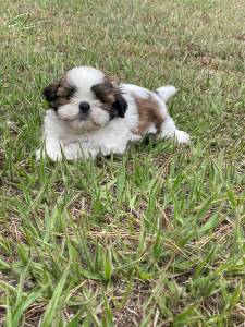 NOSSOS SHIH TZS VO TE CONQUISTAR COM TANTA DOURA CES CRIADOS POR MDICA VETERINRIA