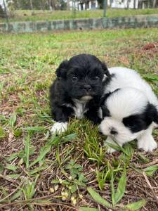 NOSSOS SHIH TZS VO TE CONQUISTAR COM TANTA DOURA CES CRIADOS POR MDICA VETERINRIA