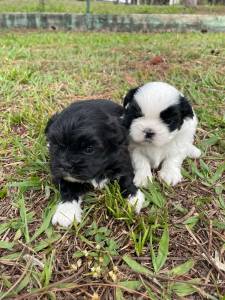 NOSSOS SHIH TZS VO TE CONQUISTAR COM TANTA DOURA CES CRIADOS POR MDICA VETERINRIA