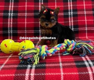 Yorkshire Terrier Filhote de Yorkshire Yorkshire Terrier Filhote de Yorkshire