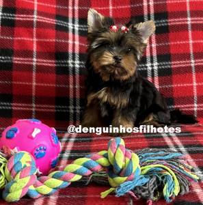 Filhote de Yorkshire em So Caetano do Sul SP